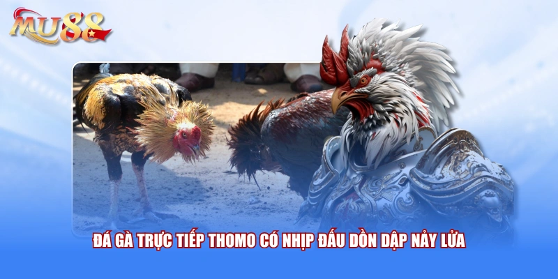 Đá gà trực tiếp Thomo có nhịp đấu dồn dập nảy lửa